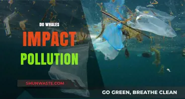 Whale Effect: Pollution and Marine Life