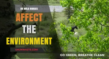 Wild Horses' Environmental Impact: Balancing Ecosystems and Conservation Efforts