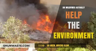 Wildfires' Surprising Role: Environmental Harm or Hidden Benefit?