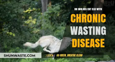 Wolves and Chronic Wasting Disease: Do They Prey on Infected Elk?