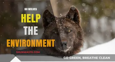 How Wolves Restore Ecosystems and Benefit the Environment