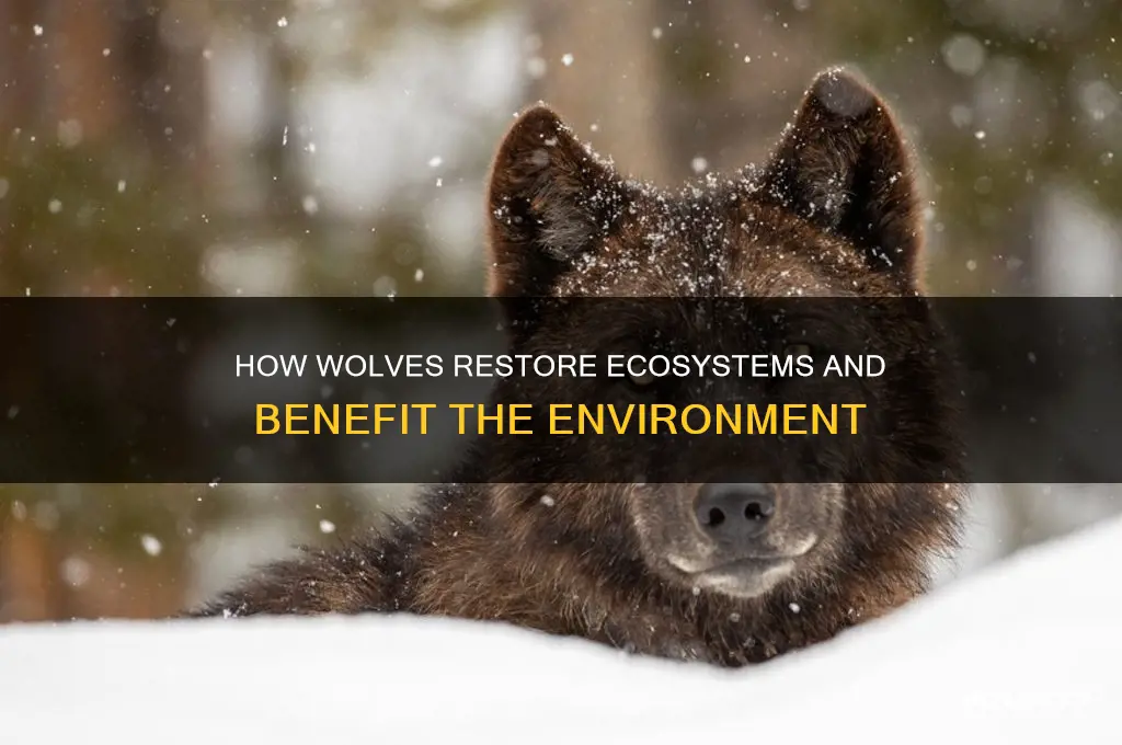 do wolves help the environment
