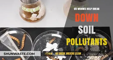 Worms: Nature's Soil Cleaners?