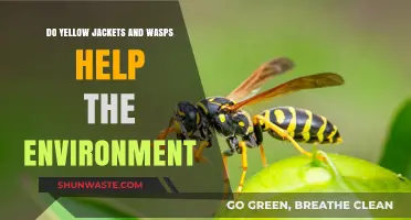 Yellow Jackets and Wasps: Unsung Heroes of Ecosystem Balance