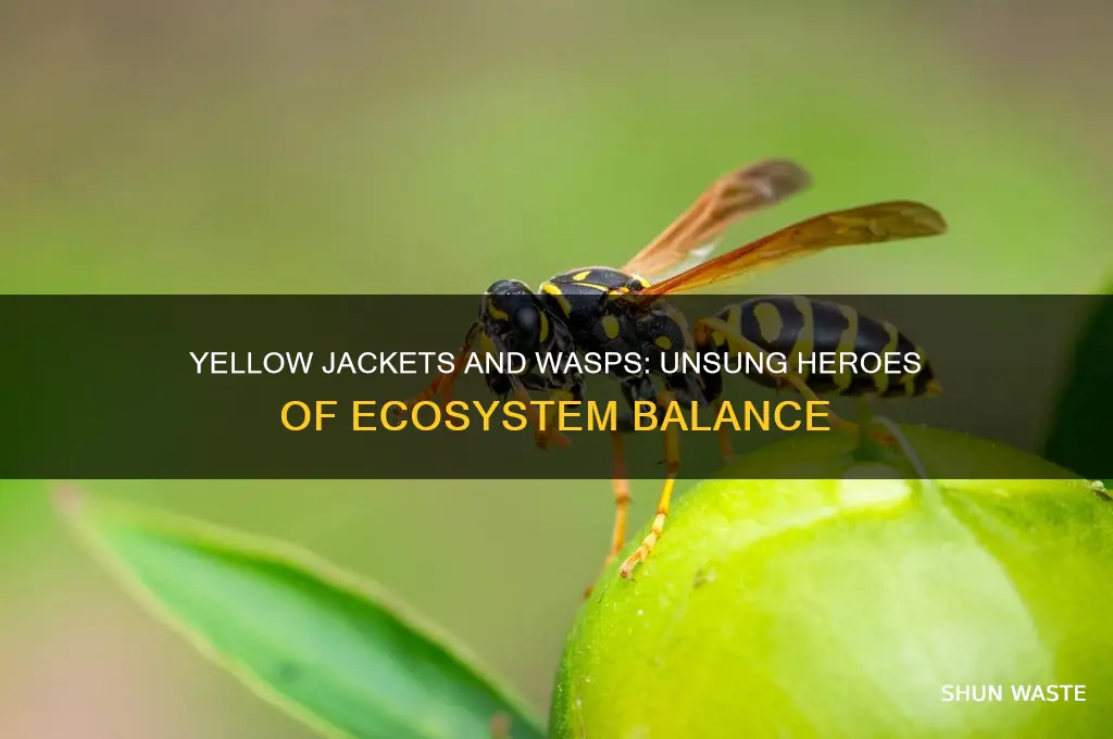 do yellow jackets and wasps help the environment