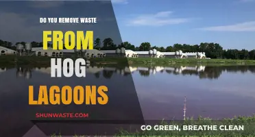 Managing Hog Lagoon Waste: Effective Removal Methods and Environmental Impact