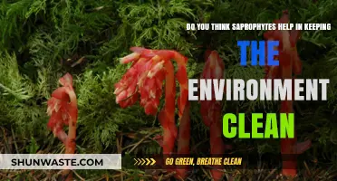 Saprophytes: Nature's Silent Cleaners or Environmental Allies?