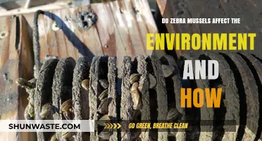 Zebra Mussels' Environmental Impact: Threats, Changes, and Ecosystem Disruption Explained