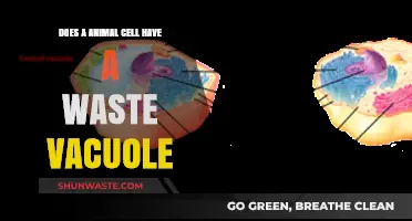 Do Animal Cells Have Waste Vacuoles? Exploring Cellular Waste Management