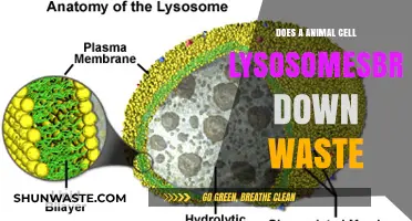 How Animal Cell Lysosomes Break Down Waste: A Deep Dive