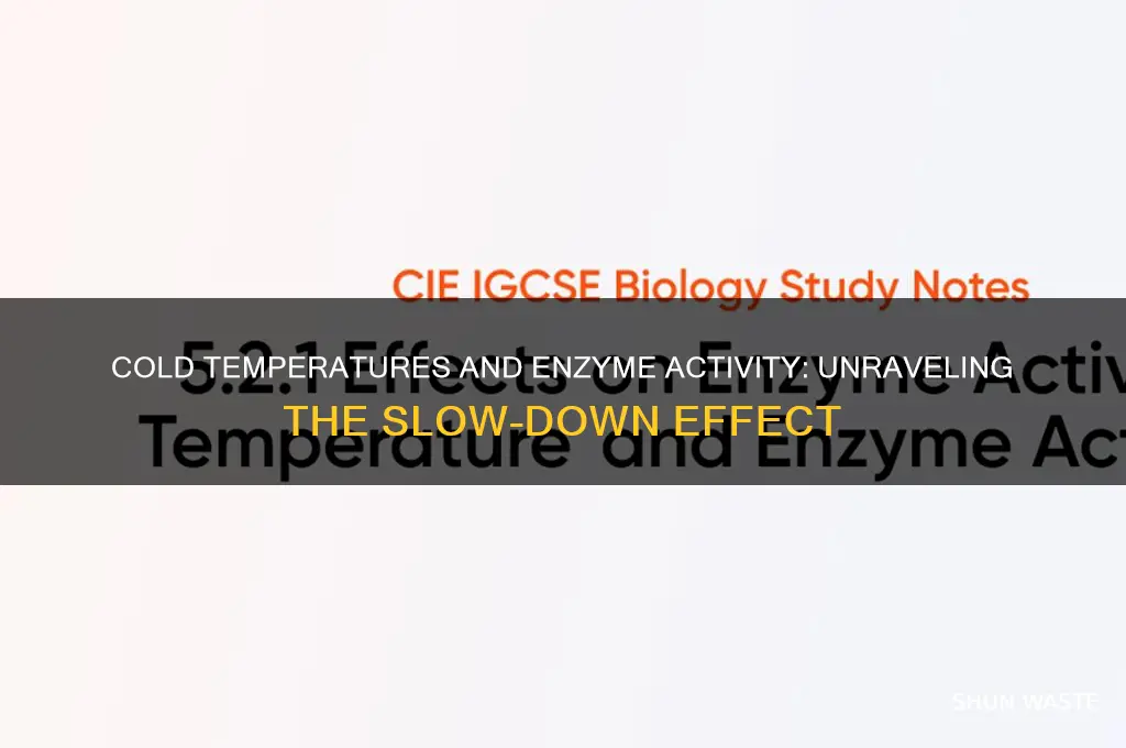 does a colder environment make enzymes work slower