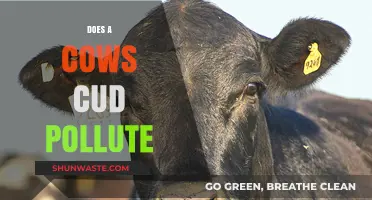 How Cow's Cud Affects the Environment