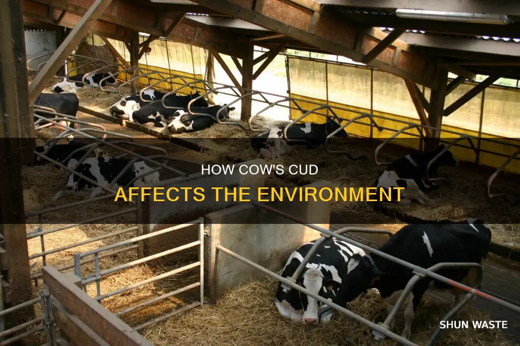 does a cows cud pollute