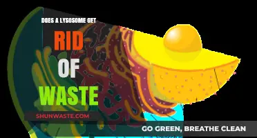 Lysosomes: The Cellular Waste Disposal System Explained