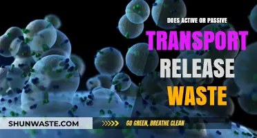 Active vs. Passive Transport: Which Process Releases Waste in Cells?