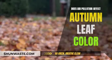 Air Pollution's Impact on Autumn Leaf Colors