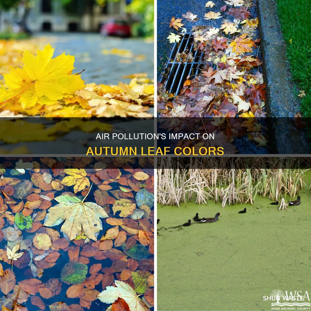 does air pollution affect autumn leaf color