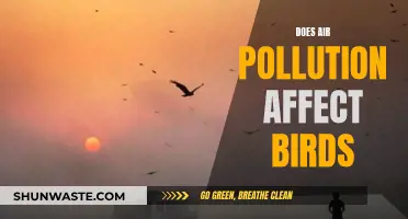 Air Pollution's Impact on Birds: A Worrying Concern