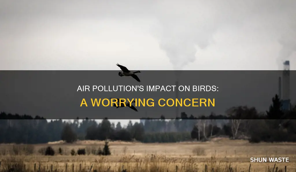 does air pollution affect birds