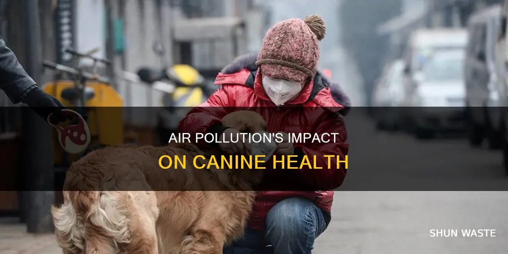 does air pollution affect dogs