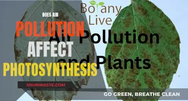 Air Pollution's Impact on Photosynthesis: A Complex Story