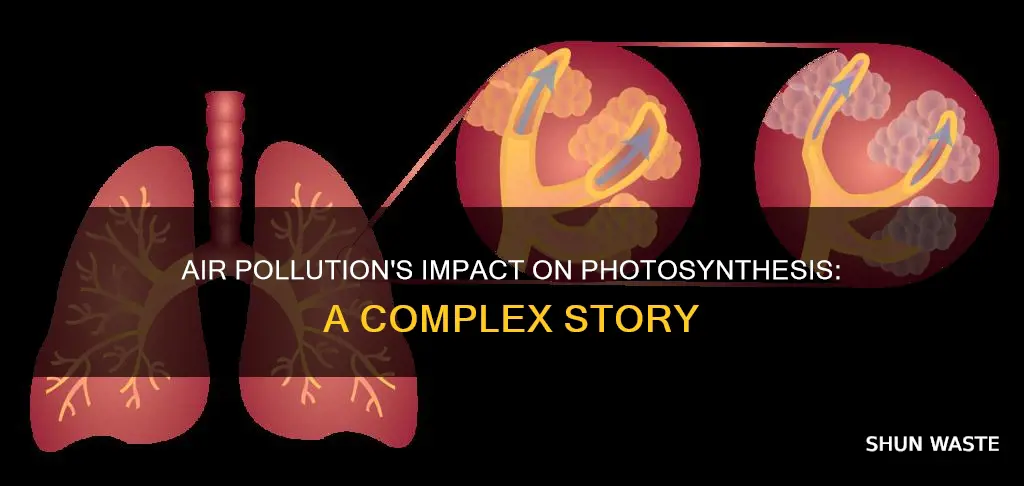 does air pollution affect photosynthesis