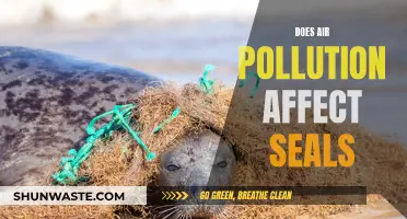 Air Pollution's Impact on Seals: Understanding the Danger