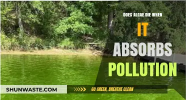 Algae's Resilience: Absorbing Pollution, Yet Surviving