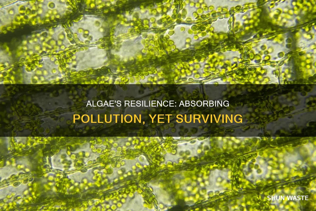 does algae die when it absorbs pollution