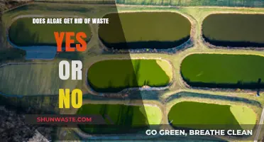 Can Algae Eliminate Waste? Exploring Its Role in Waste Management