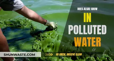 Algae's Resilience: Thriving in Polluted Waters