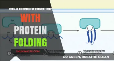 Oxidizing Environments: Enhancing Protein Folding Efficiency and Stability