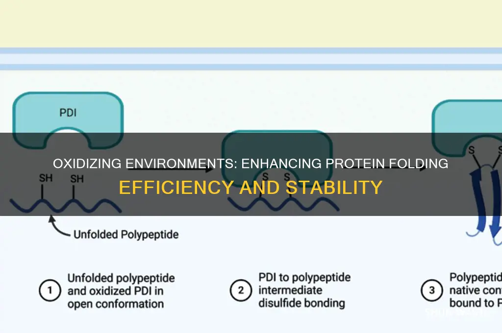 does an oxidizing environment help with protein folding