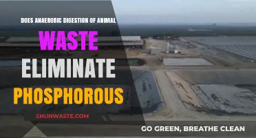 Anaerobic Digestion of Animal Waste: Does It Eliminate Phosphorous?