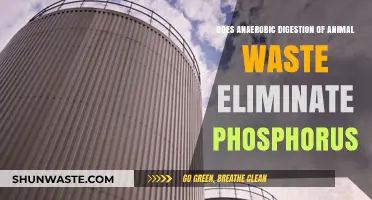Anaerobic Digestion of Animal Waste: Does It Eliminate Phosphorus?