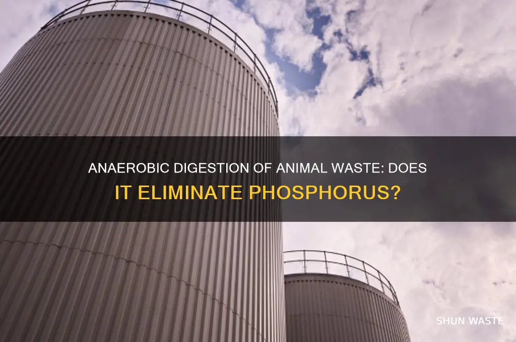 does anaerobic digestion of animal waste eliminate phosphorus