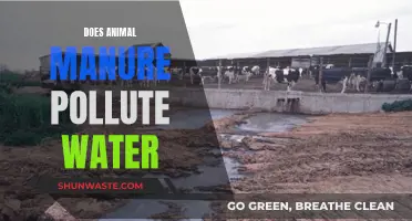 Animal Manure's Impact: A Water Quality Concern