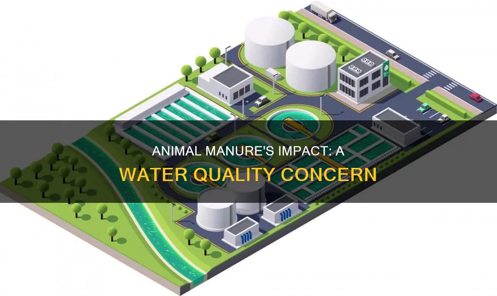 does animal manure pollute water