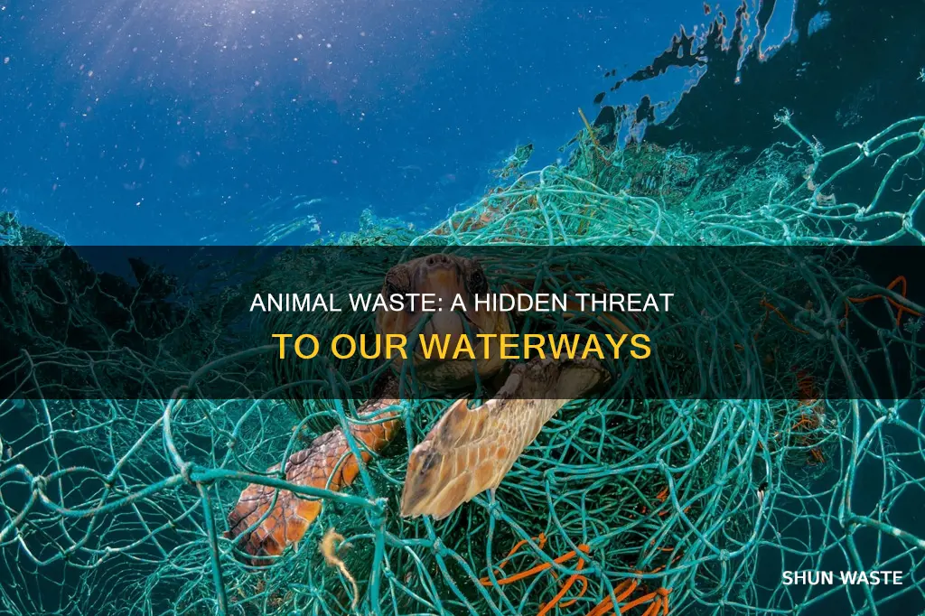 does animal waste cause water pollution