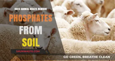 Animal Waste's Role in Reducing Soil Phosphates: Fact or Fiction?