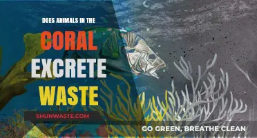 Do Coral Animals Excrete Waste? Unveiling the Secrets of Coral Ecosystems