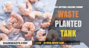 Shrimp Waste in Planted Tanks: Natural Consumers and Ecosystem Benefits
