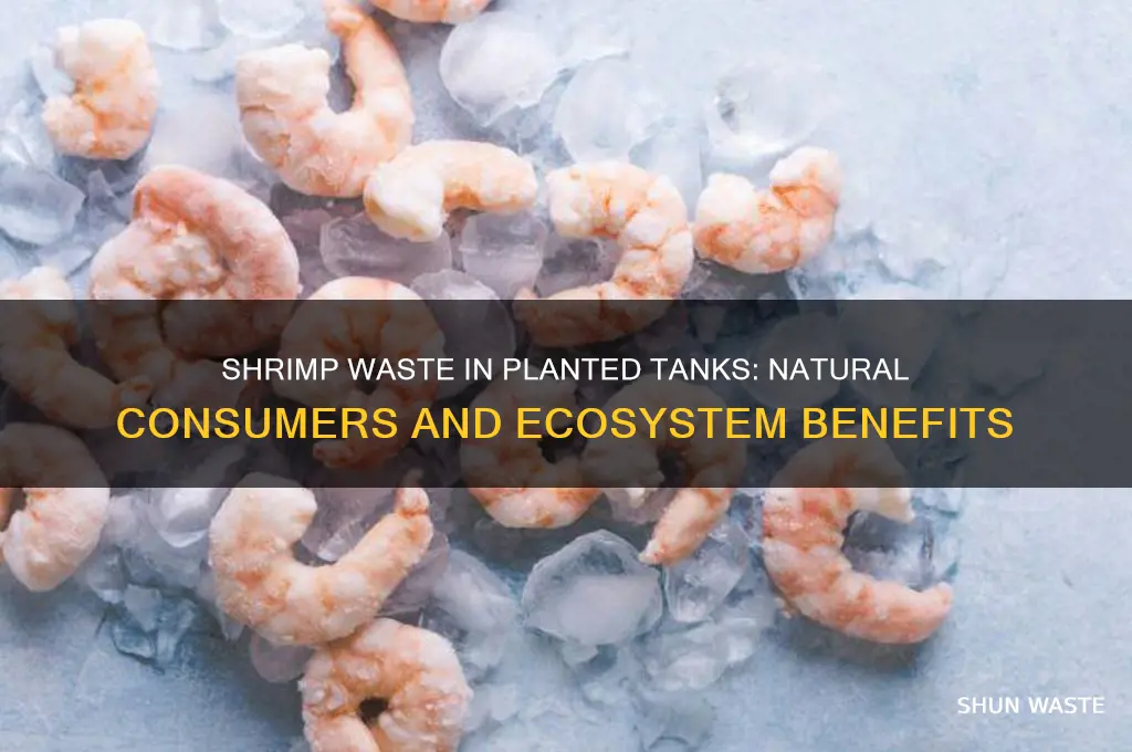 does anything consume shrimp waste planted tank