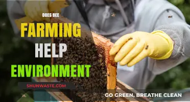 Bee Farming's Environmental Impact: Benefits, Challenges, and Sustainability Explored