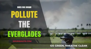 Sugar's Pollution: Everglades in Danger?