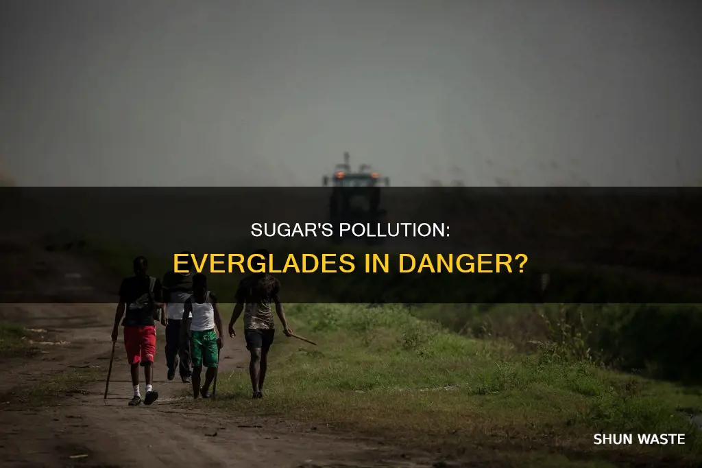 does big sugar pollute the everglades