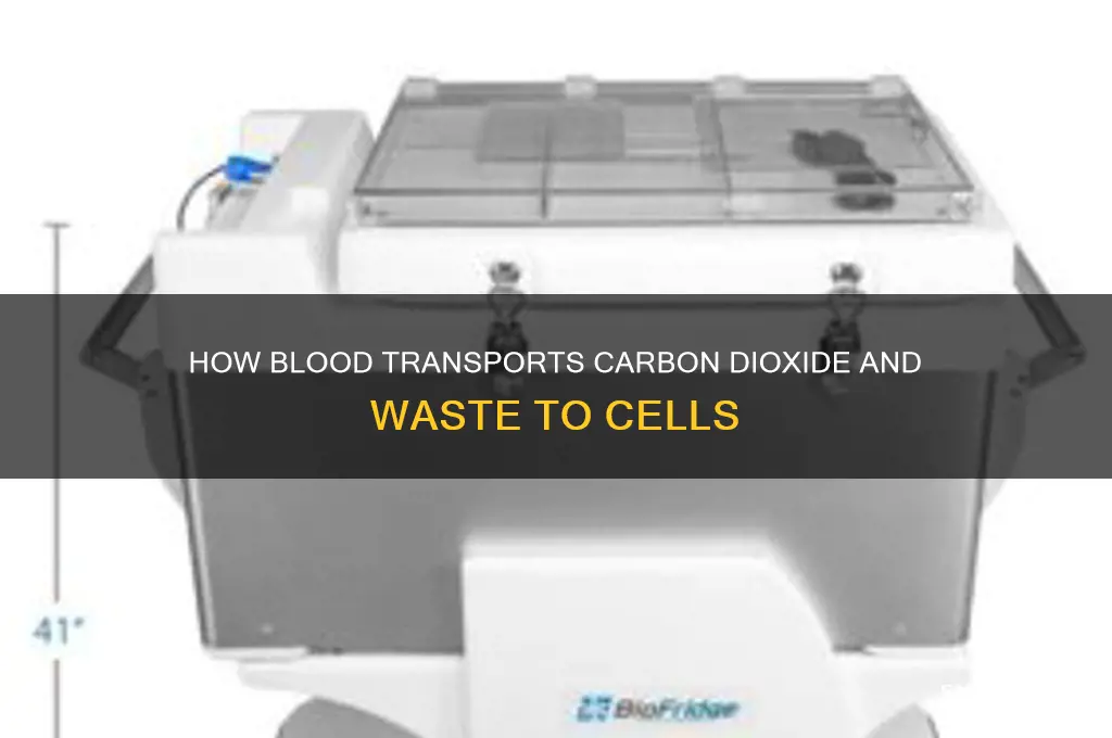 does blood transport carbon dioxide and waste into each cell
