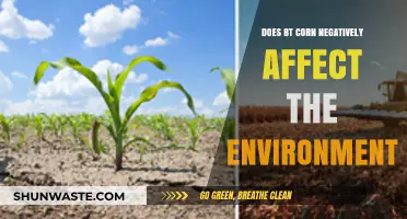BT Corn's Environmental Impact: Harmful or Harmless to Ecosystems?
