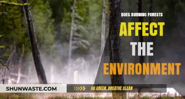Burning Forests: Environmental Impacts and Long-Term Consequences Explored