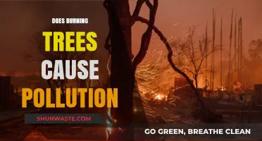 Tree Burning: A Green Energy Trade-off or Environmental Hazard?